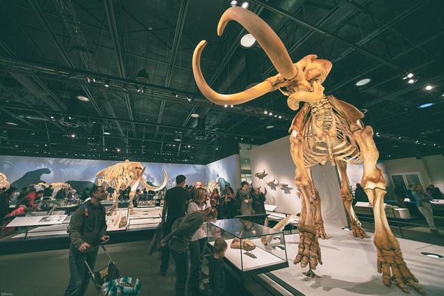 Royal Alberta Museum